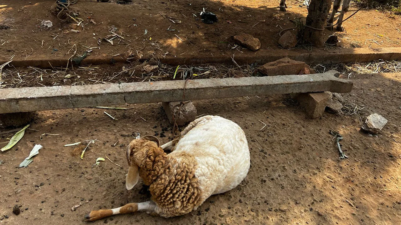 The battle between humans and wildlife—lessons from the soil and souls of Bandipur