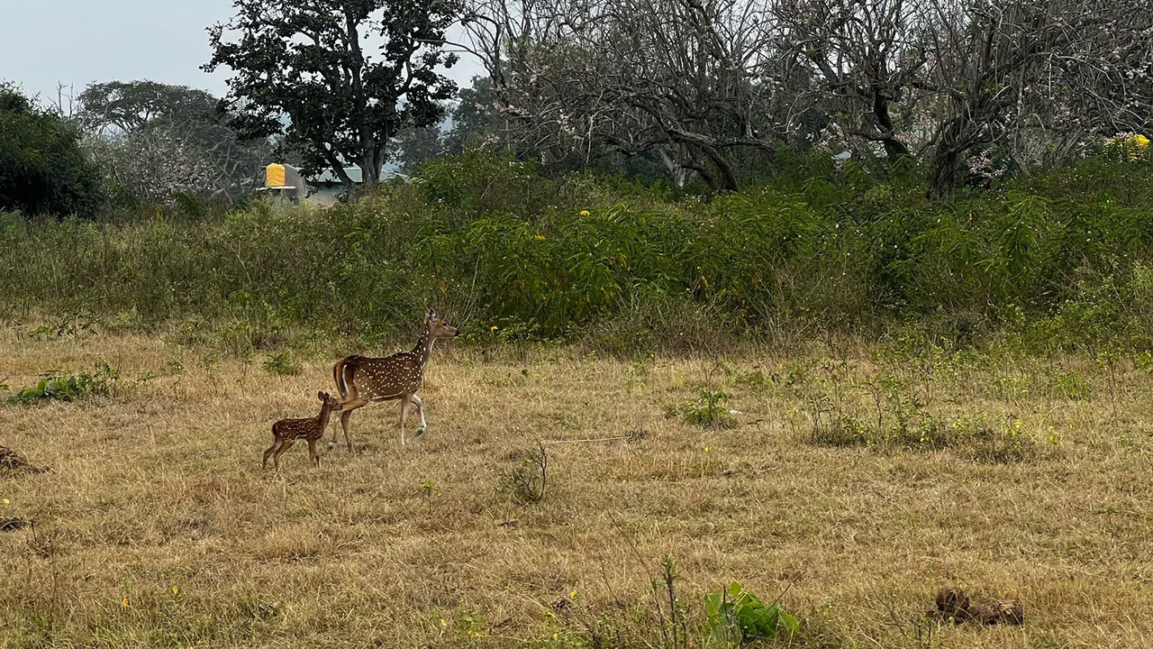 The battle between humans and wildlife—lessons from the soil and souls of Bandipur