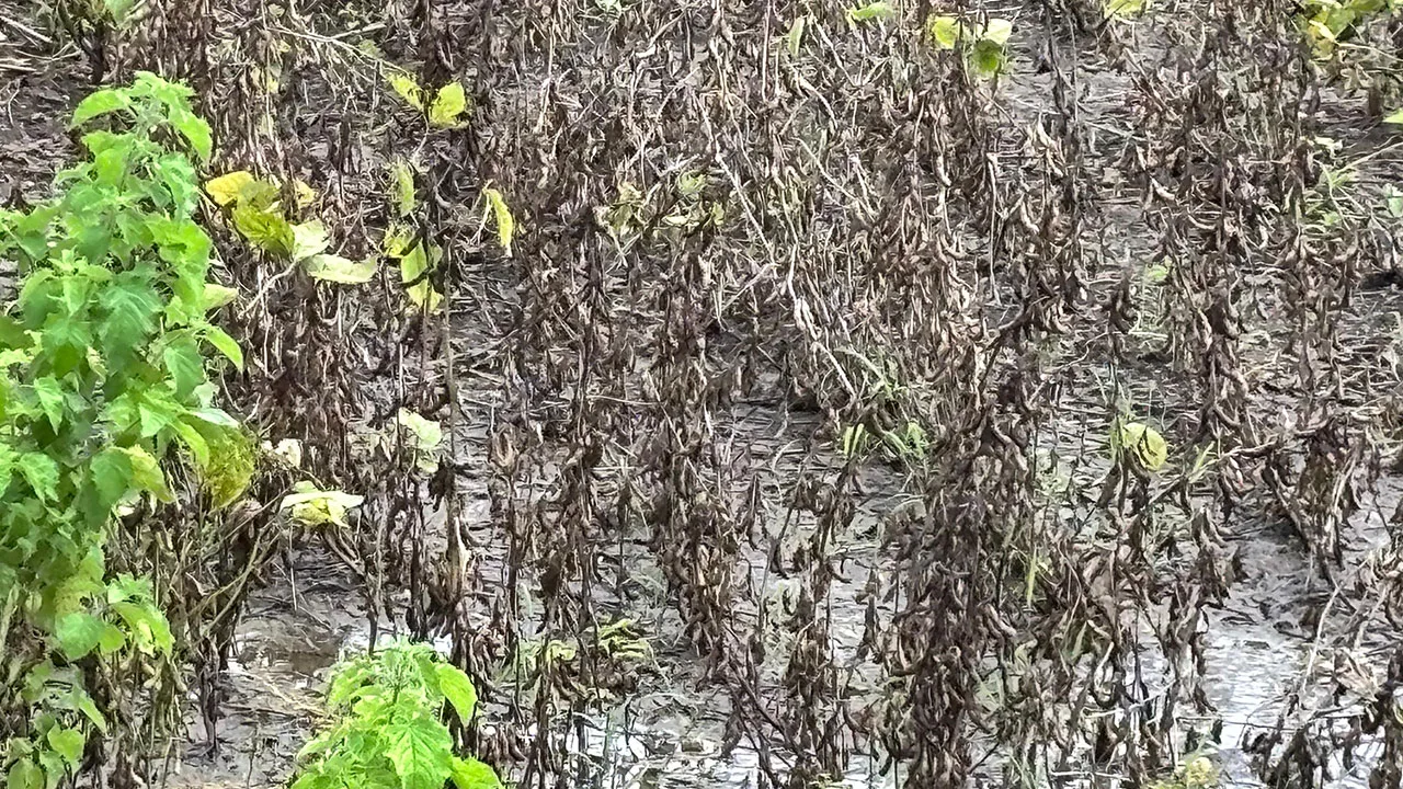 #DoCCDiaries: After the deluge: Field notes from Osmanabad